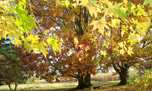 liquidambar à l'automne