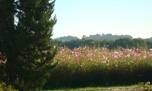 jachère fleurie au couchant