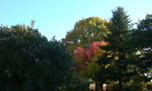 liquidambar à l'automne