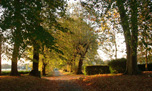 allée de tilleuls au couchant d'automne