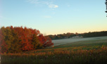 chênaie au levant d'automne