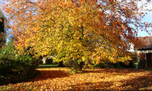 liquidambar à l'automne