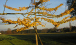 ginkgo biloba à l'automne