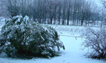 laurier rose sous neige