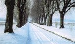 allée de tilleuls sous neige 