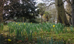 jonquilles sous platanes